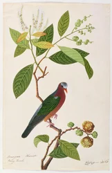 Brangan Castanha, Pooney Tanah, de Desenhos de Pássaros de Malaca, c.1805-18 (wc no papel)